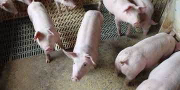 exportacoes_de_carne_suica_OMDN_O_Mundo_dos_Negocios