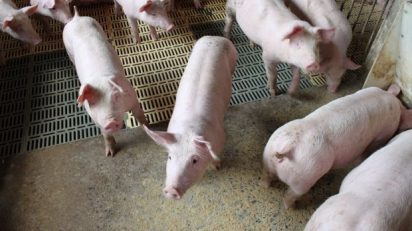 exportacoes_de_carne_suica_OMDN_O_Mundo_dos_Negocios