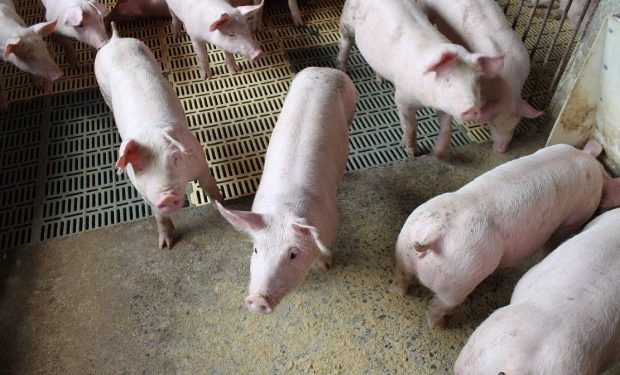 exportacoes_de_carne_suica_OMDN_O_Mundo_dos_Negocios