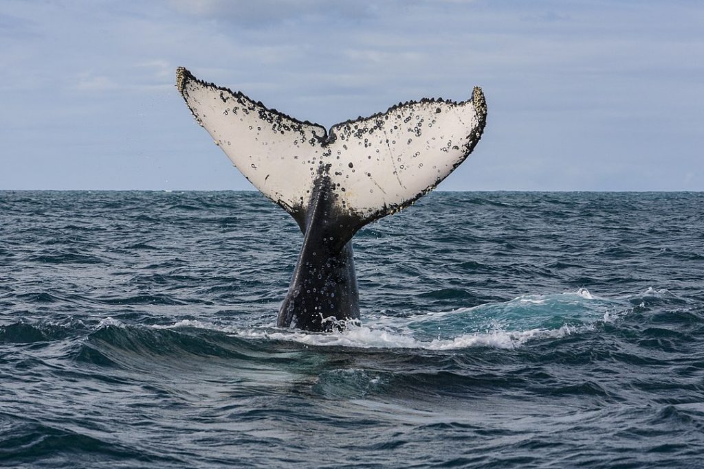 medidas para proteger baleias, OMDN, O Mundo dos Negocios