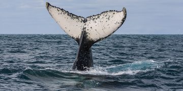 medidas para proteger baleias, OMDN, O Mundo dos Negocios