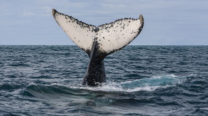 medidas para proteger baleias, OMDN, O Mundo dos Negocios
