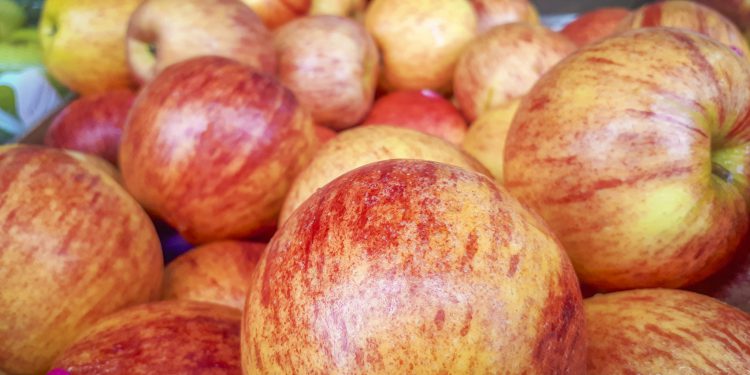 Maçã: Portonave lidera exportações da fruta em 2019