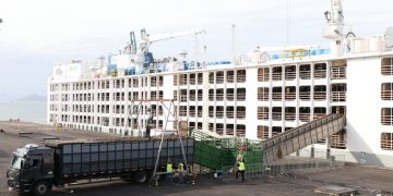 Santa Catarina exporta mais um lote de bois vivos para a Turquia