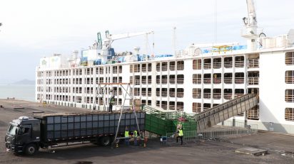 Santa Catarina exporta mais um lote de bois vivos para a Turquia