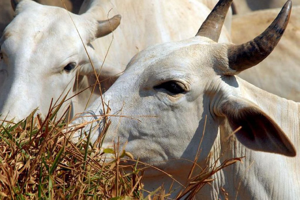 Equador abre o mercado de bovinos vivos para o Brasil, OMDN, O Mundo dos Negócios