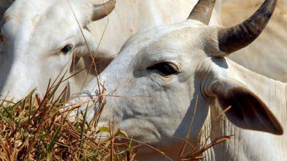 Equador abre o mercado de bovinos vivos para o Brasil, OMDN, O Mundo dos Negócios