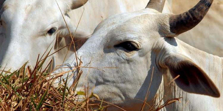 Equador abre o mercado de bovinos vivos para o Brasil, OMDN, O Mundo dos Negócios
