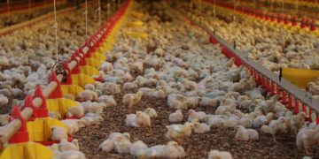 Exportação catarinense de carnes cresce 20% em 2019, OMDN, O Mundo dos Negócios