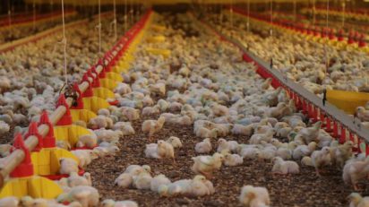 Exportação catarinense de carnes cresce 20% em 2019, OMDN, O Mundo dos Negócios