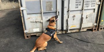 Cão farejador localiza cocaína no meio de carga de açúcar, OMDN, O Mundo dos Negócios