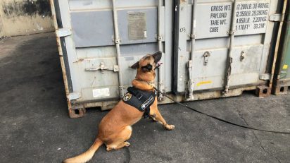 Cão farejador localiza cocaína no meio de carga de açúcar, OMDN, O Mundo dos Negócios