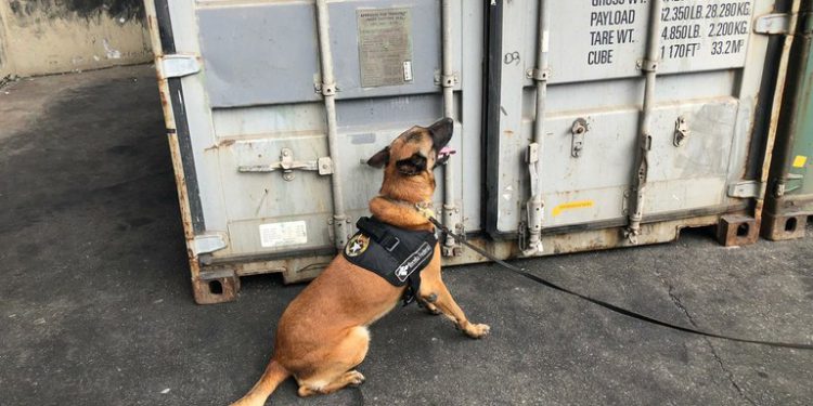 Cão farejador localiza cocaína no meio de carga de açúcar, OMDN, O Mundo dos Negócios