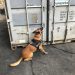 Cão farejador localiza cocaína no meio de carga de açúcar, OMDN, O Mundo dos Negócios