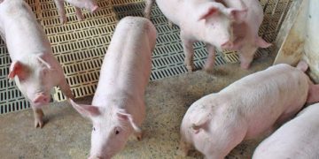 Santa Catarina amplia exportação de carne suína para a China