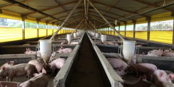 Carne suína: exportações catarinenses já superam 2018, OMDN, O Mundo dos Negócios