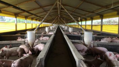 Carne suína: exportações catarinenses já superam 2018, OMDN, O Mundo dos Negócios