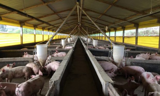 Carne suína: exportações catarinenses já superam 2018, OMDN, O Mundo dos Negócios