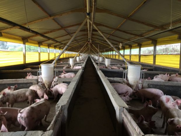 Carne suína: exportações catarinenses já superam 2018, OMDN, O Mundo dos Negócios