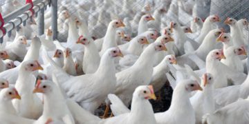 Mais 13 frigoríficos brasileiros podem exportar para a China, OMDN, O Mundo dos Negócios