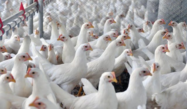 Mais 13 frigoríficos brasileiros podem exportar para a China, OMDN, O Mundo dos Negócios