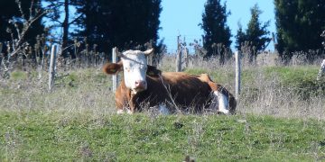 Brasil aguarda posição dos EUA sobre importação de carne, OMDN, O Mundo dos Negócios
