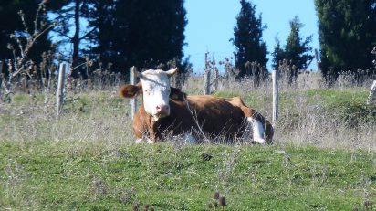Brasil aguarda posição dos EUA sobre importação de carne, OMDN, O Mundo dos Negócios