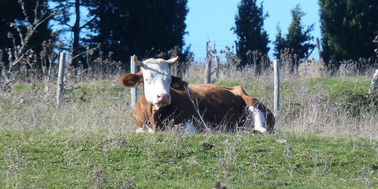 Brasil aguarda posição dos EUA sobre importação de carne, OMDN, O Mundo dos Negócios