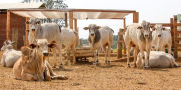 Carne bovina: Arábia Saudita habilita oito novos frigoríficos, OMDN, O Mundo dos Negócios