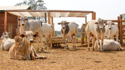 Carne bovina: Arábia Saudita habilita oito novos frigoríficos, OMDN, O Mundo dos Negócios