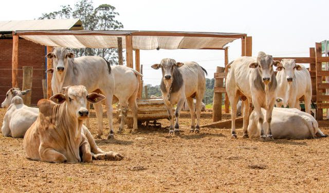 Carne bovina: Arábia Saudita habilita oito novos frigoríficos, OMDN, O Mundo dos Negócios
