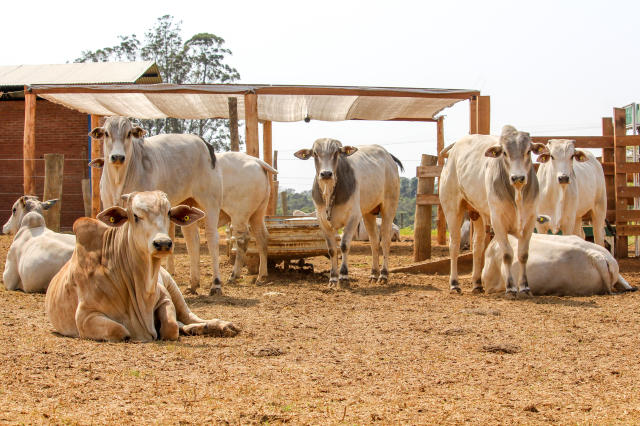 Carne bovina: Arábia Saudita habilita oito novos frigoríficos, OMDN, O Mundo dos Negócios