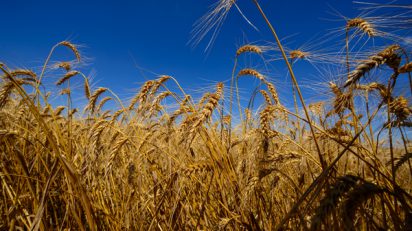 Brasil define quota de importação de trigo com alíquota zero, OMDN, O mundo dos negócios