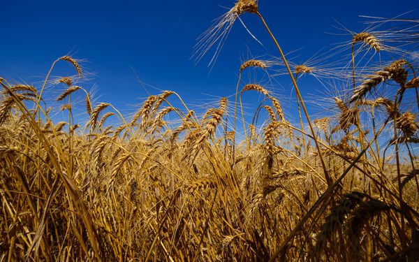 Brasil define quota de importação de trigo com alíquota zero, OMDN, O mundo dos negócios