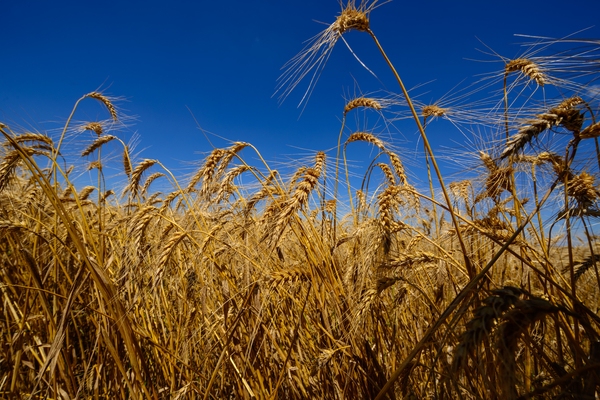 Brasil define quota de importação de trigo com alíquota zero, OMDN, O mundo dos negócios