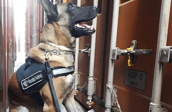 Recorde: Receita Federal já apreendeu 47 toneladas em 2019, OMDN, O Mundo dos Negócios