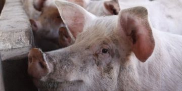 China habilita sete frigoríficos de SC para exportação, OMDN, O Mundo dos Negócios