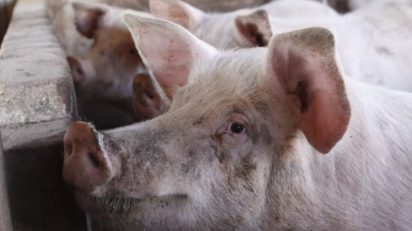 China habilita sete frigoríficos de SC para exportação, OMDN, O Mundo dos Negócios