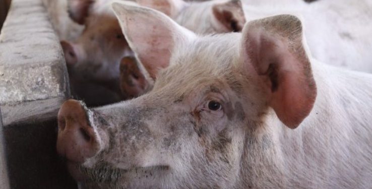 China habilita sete frigoríficos de SC para exportação, OMDN, O Mundo dos Negócios