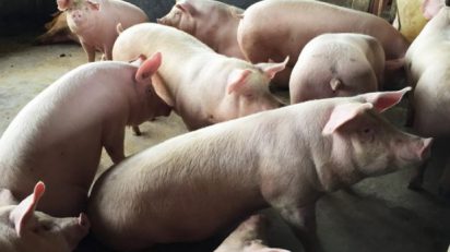 Exportação de carne suína catarinense tem marca histórica, OMDN, O Mundo dos Negócios