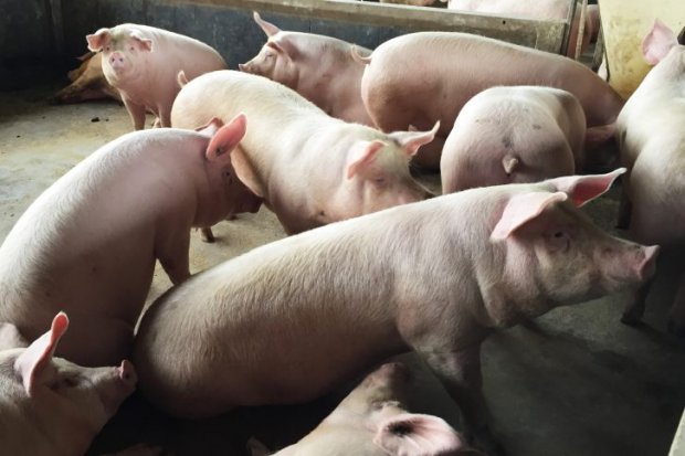 Exportação de carne suína catarinense tem marca histórica, OMDN, O Mundo dos Negócios