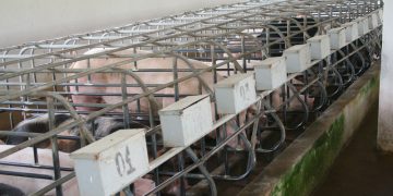 Exportações de carne suína crescem 13,2% em novembro, OMDN, O Mundo dos Negócios