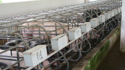 Exportações de carne suína crescem 13,2% em novembro, OMDN, O Mundo dos Negócios