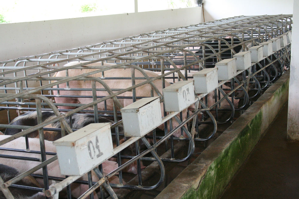 Exportações de carne suína crescem 13,2% em novembro, OMDN, O Mundo dos Negócios
