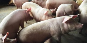 Agronegócio de SC bate recordes nas exportações em 2019, OMDN, O Mundo dos Negócios