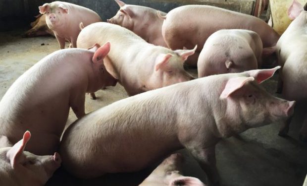 Agronegócio de SC bate recordes nas exportações em 2019, OMDN, O Mundo dos Negócios