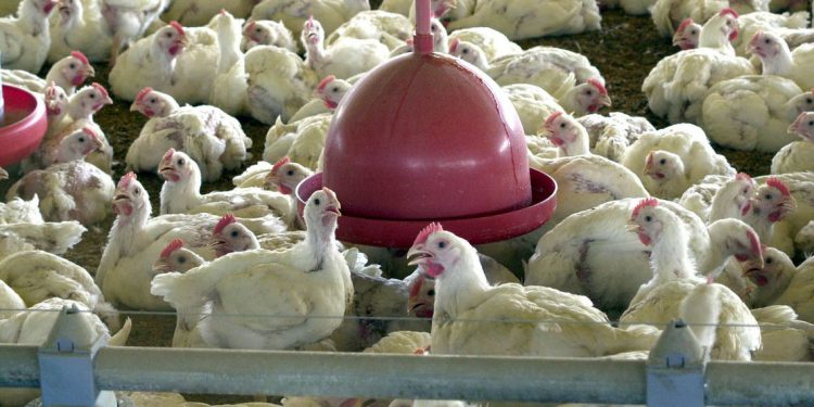 Carne de frango: produção e exportação crescem em 2019, OMDN, O Mundo dos Negócios