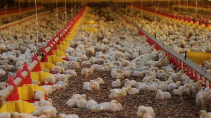 Balança comercial de SC tem déficit de US$ 8 bilhões em 2019, OMDN, O Mundo dos Negócios