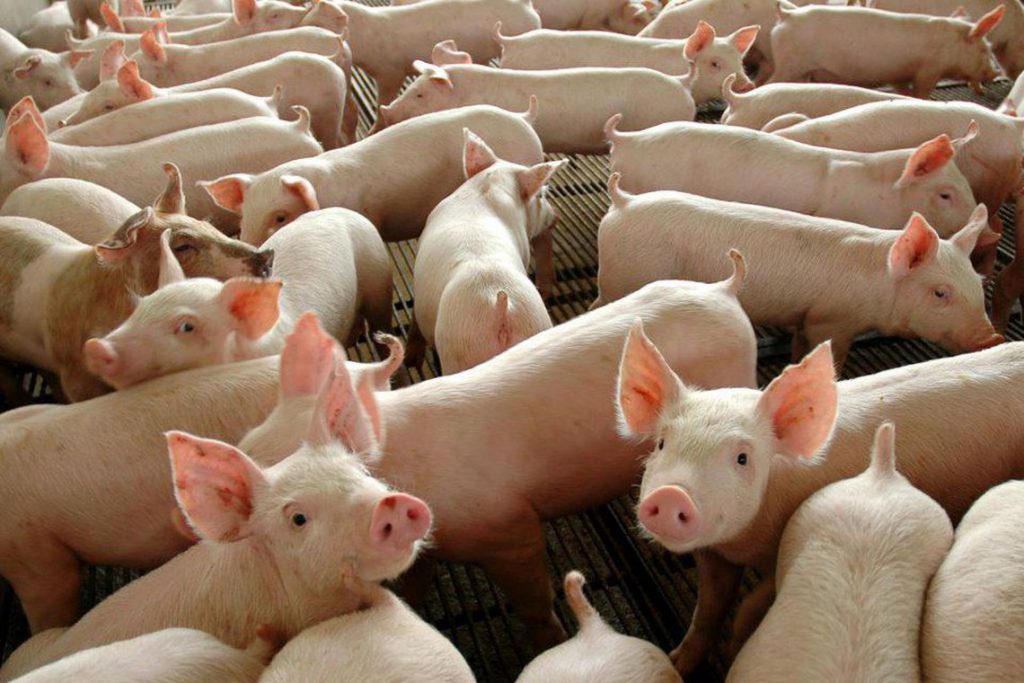 Carne suína: exportações batem recorde em 2019, OMDN, O Mundo dos Negócios