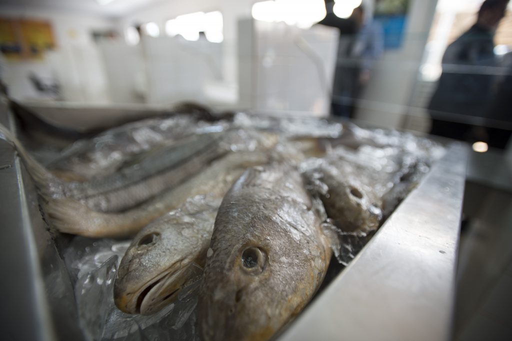 Exportação de pescado: meta é ampliar vendas para Ásia e UE, OMDN, O Mundo dos Negócios